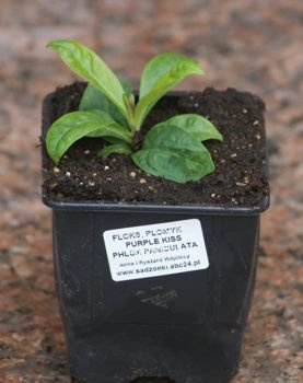 Floks, Płomyk Purple Kiss Phlox Paniculata 9