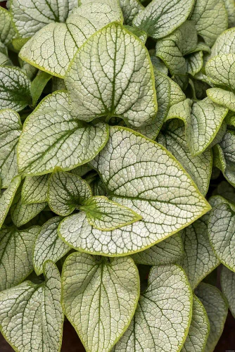 Brunnera wielkolistna Little Heart Brunnera Macrophylla