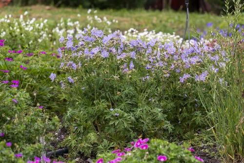 Bodziszek łąkowy Mrs Kendall Clark Geranium pratense