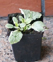 Dąbrówka rozłogowa Variegata Ajuga Reptans