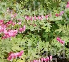 Serduszka Okazała różowa Dicentra Spectabilis 1l