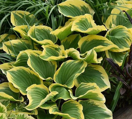 Funkia Liberty Hosta 