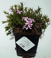 Floks szydlasty Moerheimii Phlox subulata 9
