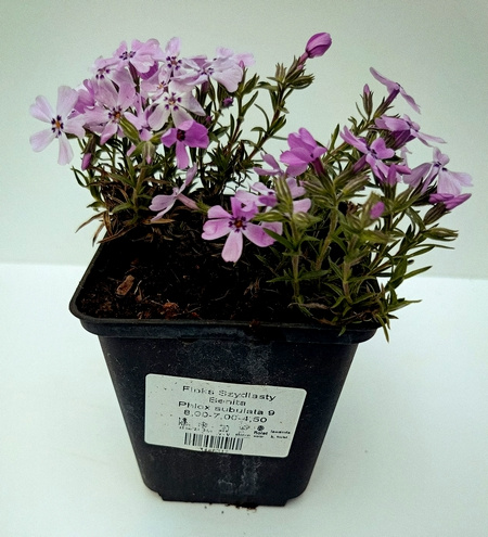 Floks Szydlasty Benita Phlox subulata 9