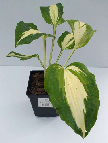 Funkia Ann Kulpa Hosta 1l