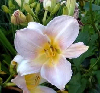 Liliowiec Catharine Woodbury Hemerocallis11