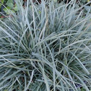Turzyca prosowata Pamira Carex panicea 1l
