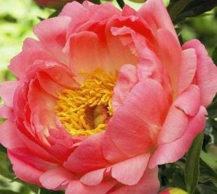 Piwonia Coral sunset  Paeonia 2-3l