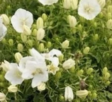 Dzwonek karpacki White Clips Campanula carpatica