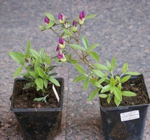 Azalia japońska Blaue Donau Azalea japonicum 1l