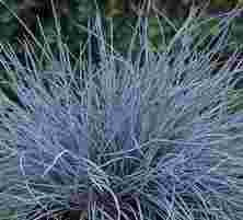 Kostrzewa Sina Eisvogiel Festuca Glauca 9