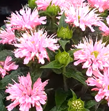 Pysznogłówka Sugar Buzz Pink Frosting Monarda 9