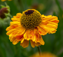 Dzielżan Carmen Helenium hybridum