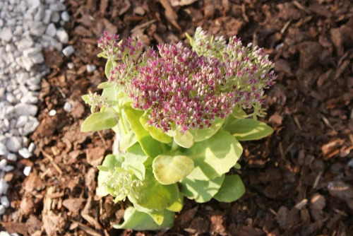 Rozchodnik Hot Stuff Sedum