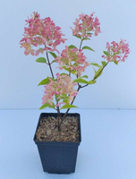 Hortensja bukietowa Little Fresco Hydrangea paniculata 1l