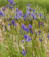 Irys Syberyjski Iris Sibirica 1l