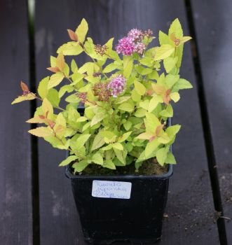 Tawuła japońska Golden Princess Spiraea japonica 1l