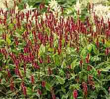Rdest Lisan Persicaria amplexicaulis 1l