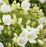 Dzwonek karpacki White Clips Campanula carpatica