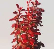 Berberys Thunberga Orange Moon Berberis Thunbergii 1l