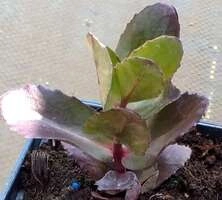 Rozchodnik wielki Chocolate Drop Sedum telephium 9