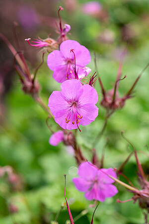 Bodziszek kantabryjski Karmina Geranium cantabrigiense 