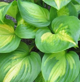 Funkia Emerald Charger Hosta 2l