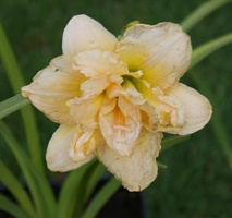Liliowiec Schnickel Fritz Hemerocallis hybrida 1-2l