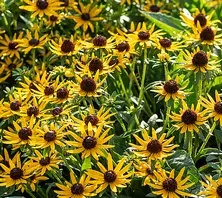 Rudbekia Błyskotliwa Sun Ka Ching Rudbeckia Fulgida