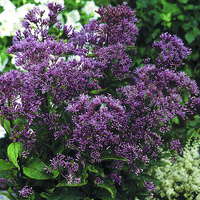 Sadziec plamisty Phantom Eupatorium maculatum 1l