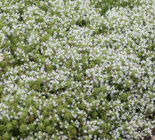 Macierzanka wczesna Albiflorus Thymus Praecox 9