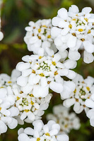 Ubiorek wiecznie zielony Weisser Zwerg Iberis Sempervirens