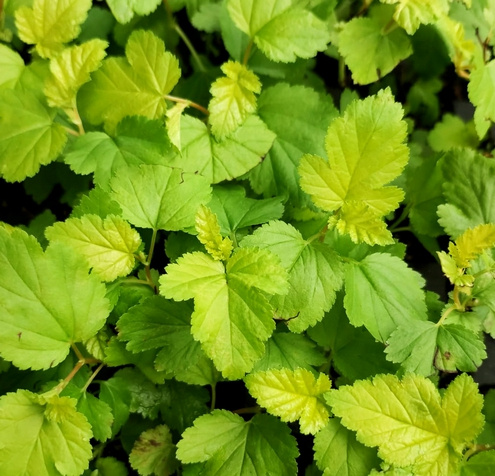Pęcherznica kalinolistna Cristata Physocarpus opulifolius