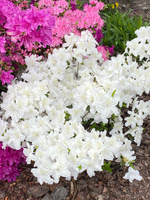 Azalia japońska Schneesturm Azalea japonicum 1l