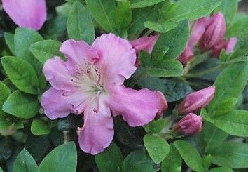Azalia japońska Betty Mur Azalea japonicum 1l