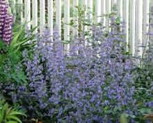 Kocimiętka Fasena Walker's Low Nepeta Faassenii 9