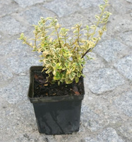 Trzmielina fortunea Emerald'n Gold Euonymus fortunei