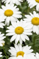 Złocień wielki Snow Cap Leucanthemum Superbum 1l