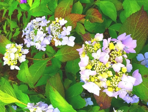 Hortensja Piłkowana Intermedia Hydrangea Serrata 1l