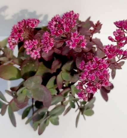 Rozchodnik SunSparkler Firecracker Sedum 9