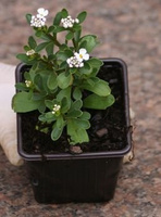 Ubiorek wiecznie zielony Masterpiece Iberis sempervirens