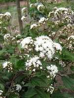 Sadziec purpurowy Chocolate  Eupatorium purpureum 9