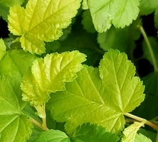 Pęcherznica kalinolistna Cristata Physocarpus opulifolius