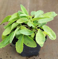 Szałwia omszona Mainacht Salvia nemorosa 1l
