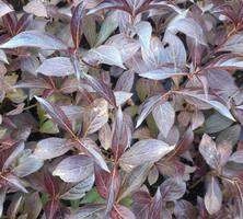 Krzewuszka Ruby Queen Weigela 1l