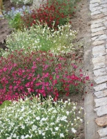 Goździk kropkowany C. czerwony Dianthus deltoides 9