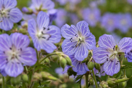 Bodziszek łąkowy Mrs Kendall Clark Geranium pratense