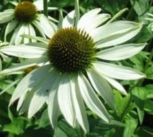 Jeżówka purpurowa White Swan Echinacea purpurea