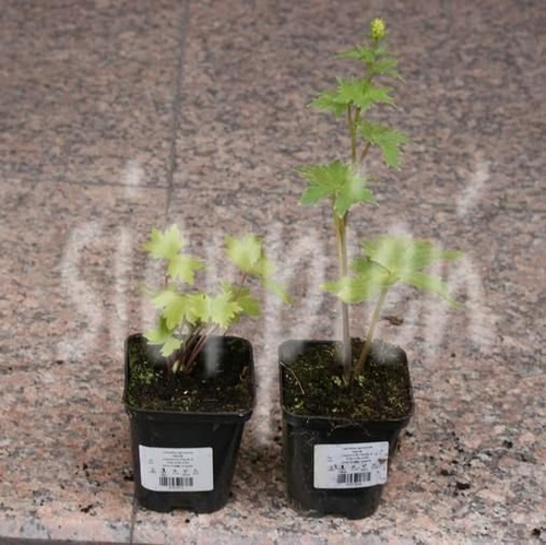 Ostróżka ogrodowa Astolat Delphinium Pacific 1l