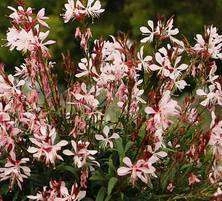 Gaura Graceful Light Pink Gaura lindheimeri 1l
